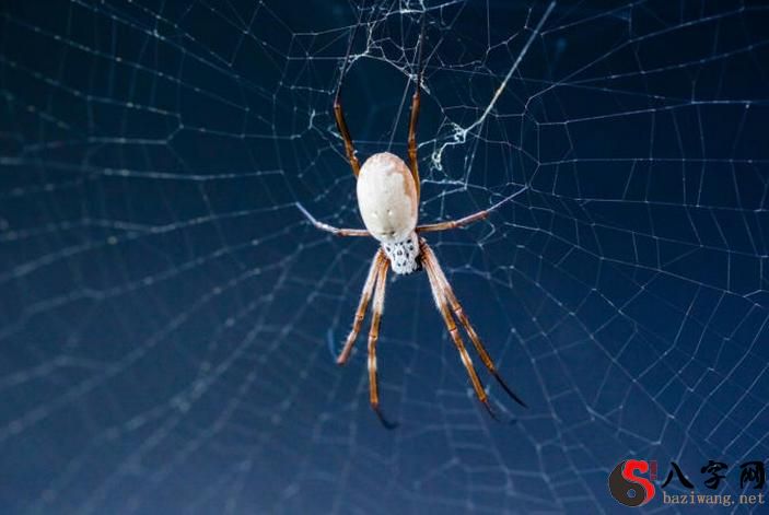 梦见自己被蜘蛛丝捆起来